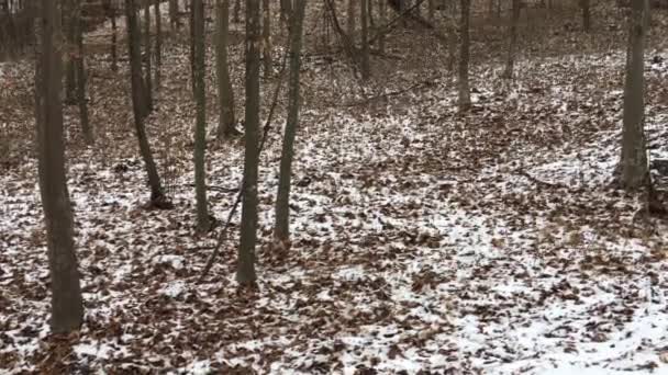 Passeggiate Nella Foresta Stagione Invernale — Video Stock