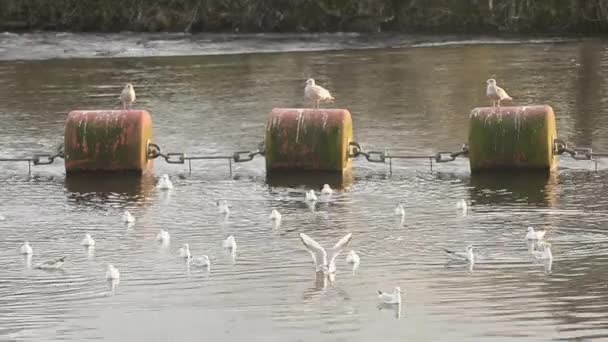 Gulls Rest Large Water Buoys — Vídeo de Stock