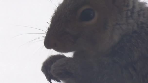 Small Grey Squirrel Chewing Nut — Video Stock