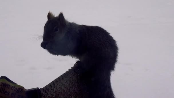 Small Grey Squirrel Chewing Nut — стоковое видео