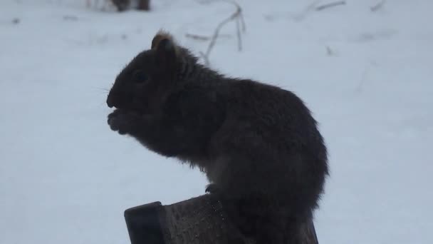 Small Grey Squirrel Chewing Nut — Vídeo de Stock