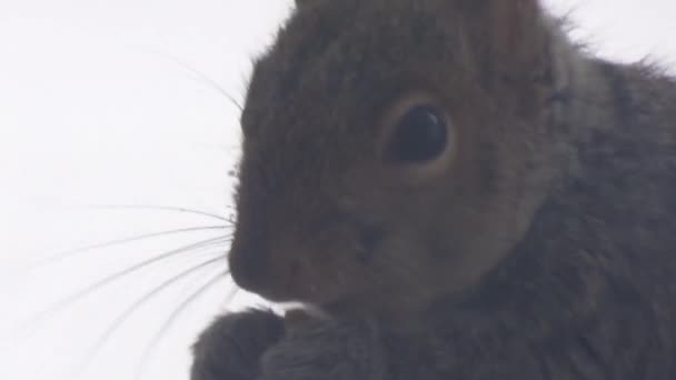 Small Grey Squirrel Chewing Nut — Stockvideo