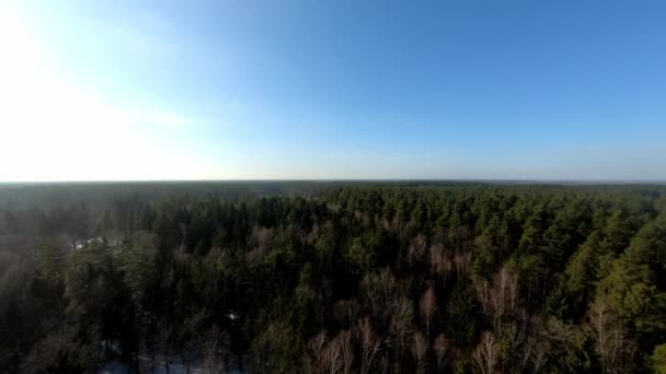 Slow Aerial View Endless Spruce Forest Clear Blue Sky Winter — Wideo stockowe