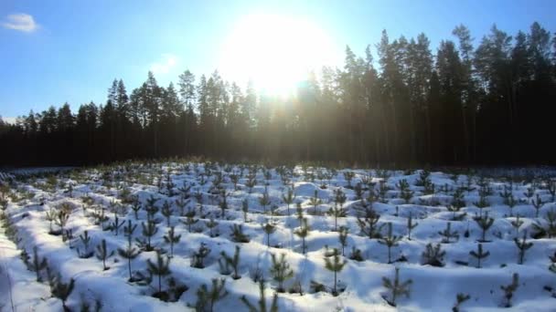Panning Shot Young Seedlings Clearing Forest Winter Season Poland — Stockvideo