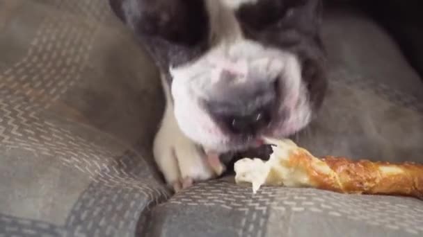 Dog Lying Cushion Chewing Pet Treat Indoor — Stockvideo