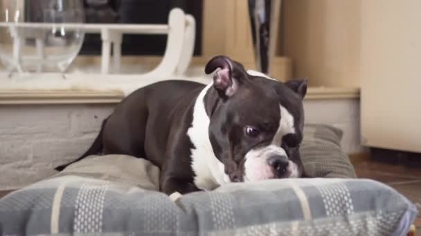 Dog Lying Cushion Chewing Pet Treat Indoor — Αρχείο Βίντεο