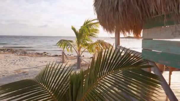 Small Palm Tree Close Beach Shore — Stockvideo