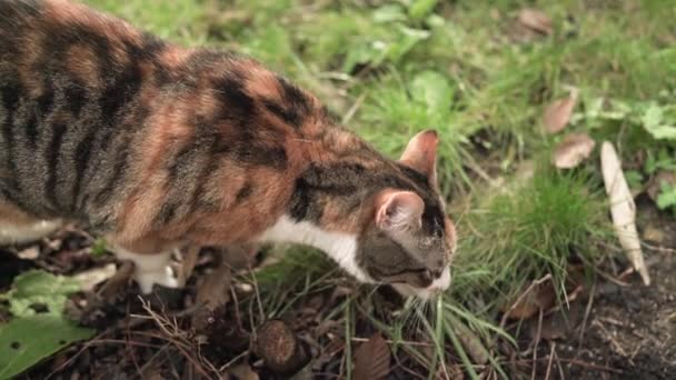 Static Slow Shot Cat Eating Grass Turning Face Camera Couple — Stockvideo