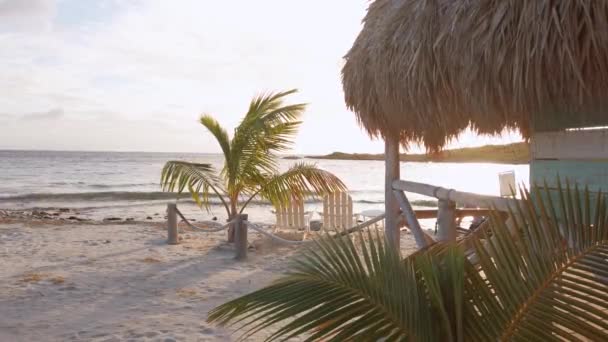 Small Palm Tree Close Beach Shore — Stockvideo