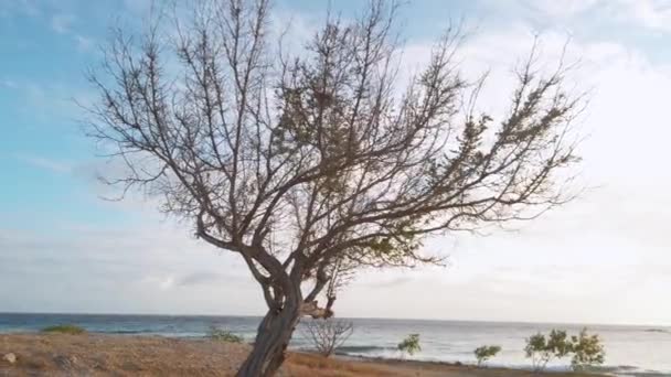 Almost Leafless Tree Close Shoreline — Stockvideo
