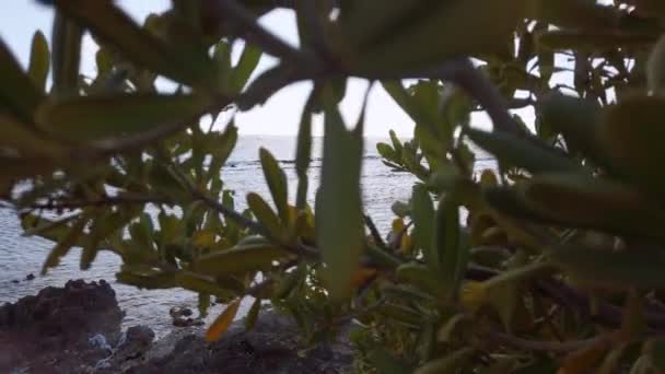 Plants Revealing Ocean — Vídeo de stock