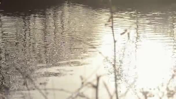 Waterside Rippling Sunset — Vídeo de Stock