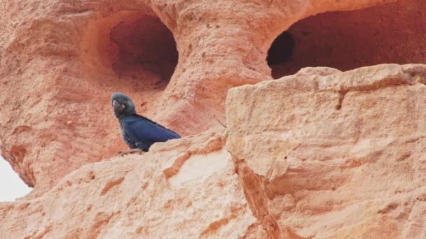 Very Young Lear Macaw Rare Bird Sandstone Nest Entrance Caatinga — Stockvideo