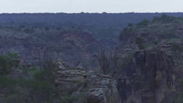 Rock Mountains Valley Horizon Caatinga Desert Brazil — Stock video
