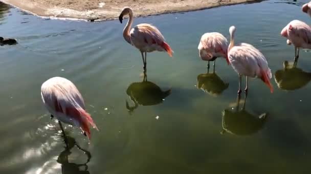 Flamingos Chilling Pond Duck — Video Stock