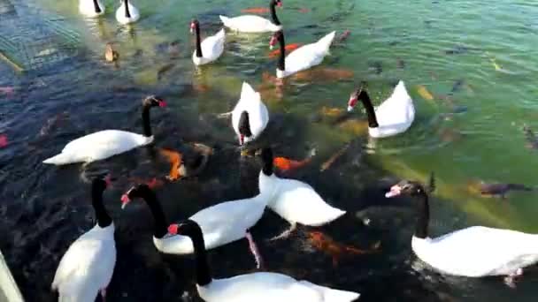 Feeding Swans Koi Fish Pond — Wideo stockowe