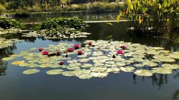 Lotus Flowers Pond — Vídeo de stock
