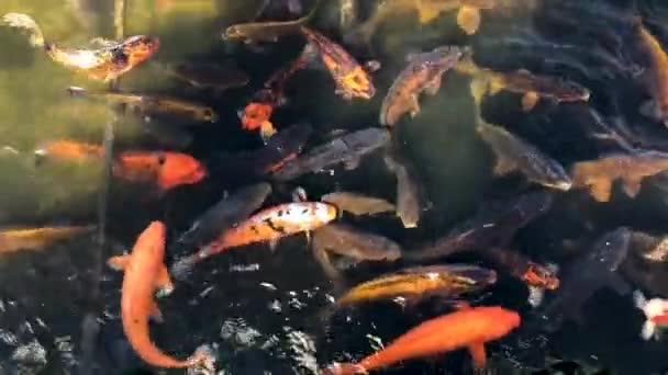 Shoal Koi Fish Pond — Vídeos de Stock