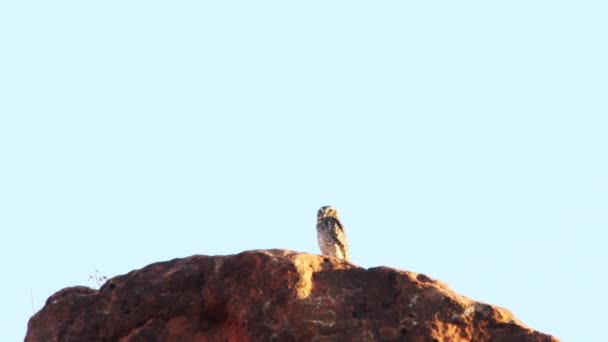 Owl Top Sandstone Cliff Caatinga Brazil — Stok video