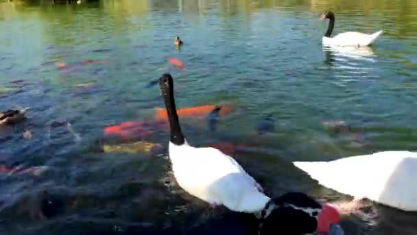 Swans Carps Swimming Pond — Vídeo de Stock