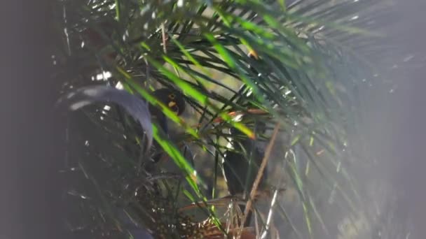 Lear Macaws Eating Drinking Licuri Palm Tree Nuts — Video