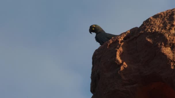 Young Lear Macaw Just Left Nest Resting Top Sandstone Cliff — Vídeo de Stock