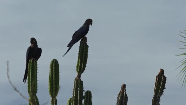 Adults Couple Lear Macaw Sitting Cactus Caatinga Brazil — Stockvideo