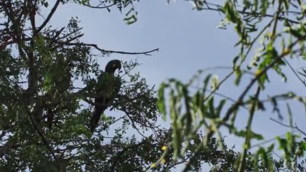 Lear Macaw Resting Tree Caatinga Brazil — Stockvideo