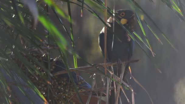 Lear Macaw Licuri Palm Eating Drinking Nuts — Stockvideo