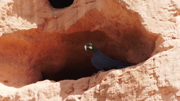 Lear Macaw Nest Entrance Sandstone Cliff Caatinga Brazil — Wideo stockowe