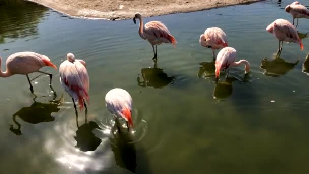 Close Shot Flamingos Water — Stockvideo