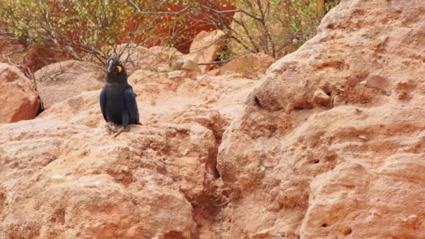 Lear Macaw Sandstone Cliff Its Nest Caatinga Brazil — Stockvideo
