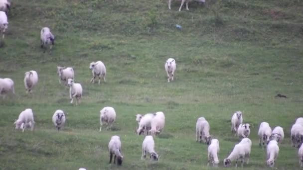 Herd Sheep Eating Grass Field Moving Hill — Wideo stockowe