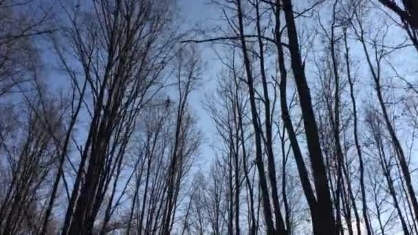 Walking Forest Road Early Spring Season — Stockvideo