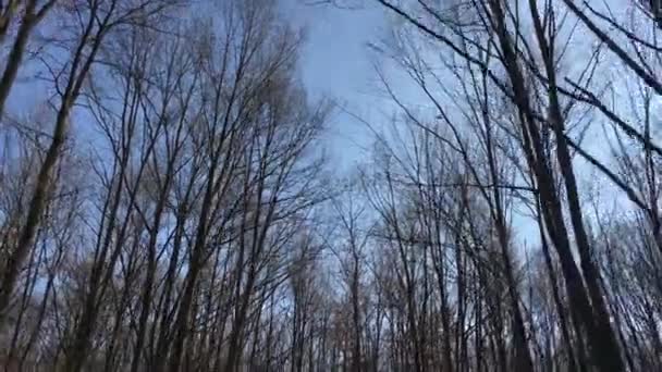 Walking Forest Road Early Spring Season — Video