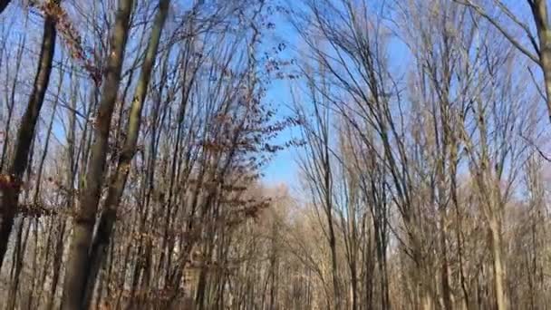 Walking Forest Road Early Spring Season — Vídeo de Stock