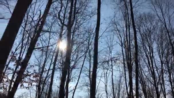 Прогулка Лесной Дороге Ранняя Весна — стоковое видео