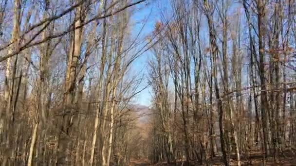 Walking Forest Road Early Spring Season — Video