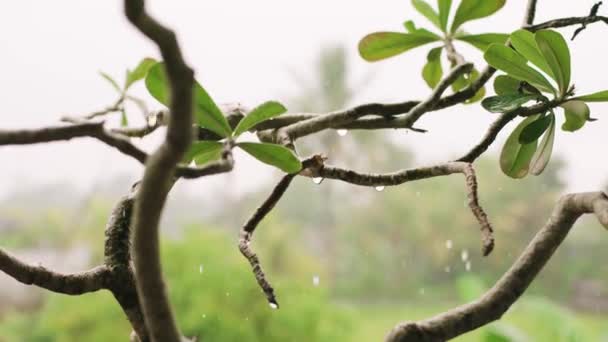 Exotic Plant Bali Rain — Stockvideo