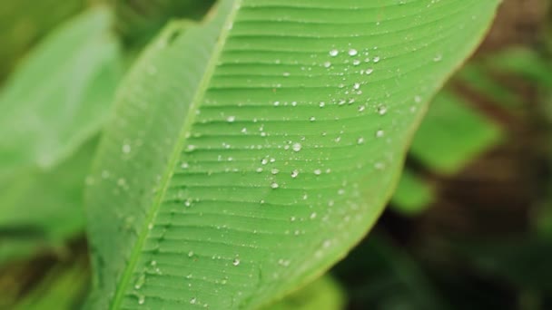 Huge Tropical Plants Leaf Rain — Stock video