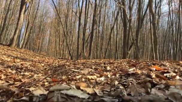 Walk Forest Early Spring Season Filmed Ground — Vídeos de Stock