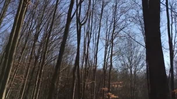 Walking Forest Road Early Spring Season — Stockvideo
