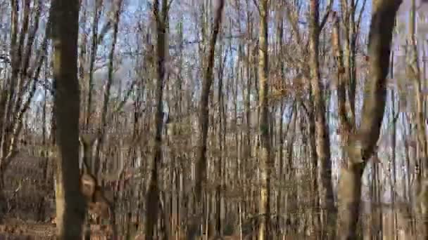 Walking Forest Road Early Spring Season — Wideo stockowe