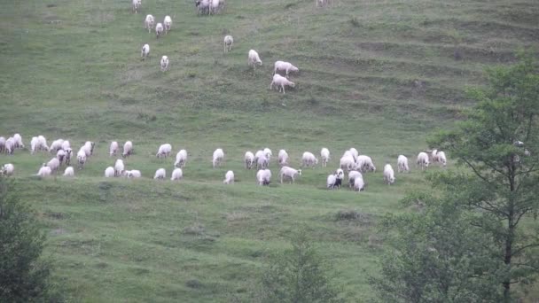 Herd Sheep Eating Grass Field Moving Hill — 图库视频影像