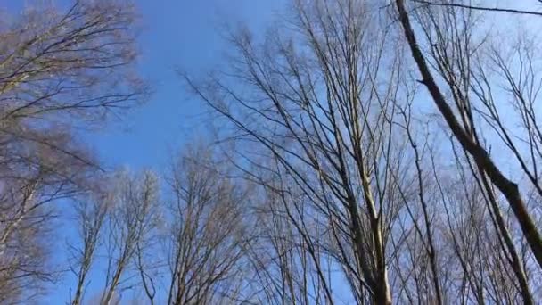 Walking Forest Road Early Spring Season — Vídeo de Stock