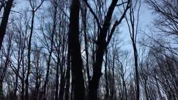 Walking Forest Road Early Spring Season — Stockvideo