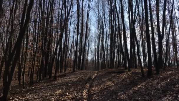 Walking Forest Road Early Spring Season — Stock Video