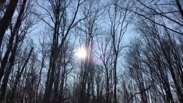 Walking Forest Road Sun Sky Sunlight Getting Tree Branches Early — Stockvideo