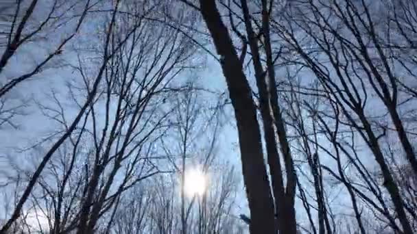 Walking Forest Road Sun Sky Sunlight Getting Tree Branches Early — Vídeo de Stock