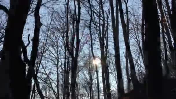 Walking Forest Road Sun Sky Sunlight Getting Tree Branches Early — Stockvideo